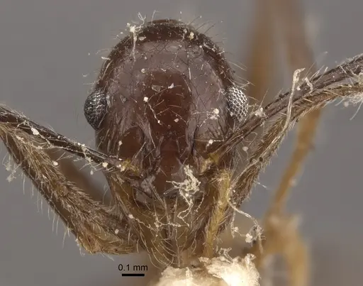 Pheidole latinoda - CASENT0917774