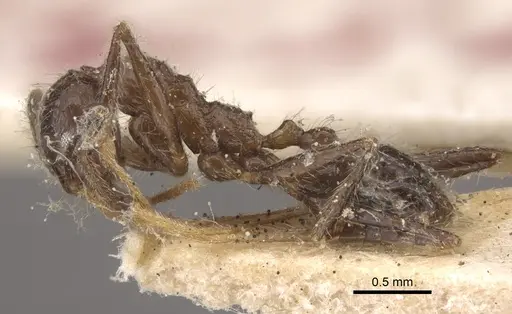 Pheidole latinoda - CASENT0917774