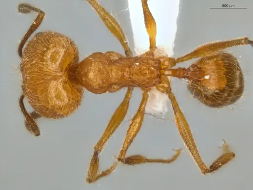 Pheidole lattkei specimen