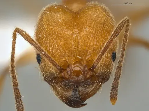 Pheidole lattkei specimen