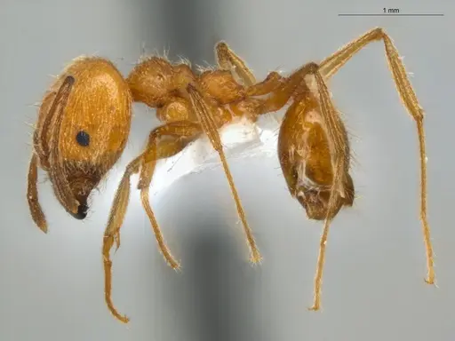 Pheidole lattkei specimen