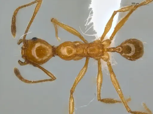 Pheidole lattkei - ECOFOG-IT14-0965-68