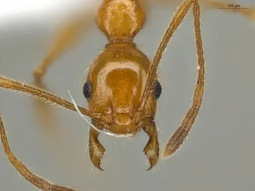 Pheidole lattkei - ECOFOG-IT14-0965-68