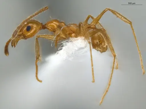 Pheidole lattkei - ECOFOG-IT14-0965-68