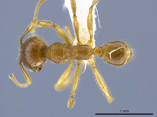 Pheidole laudatana specimen