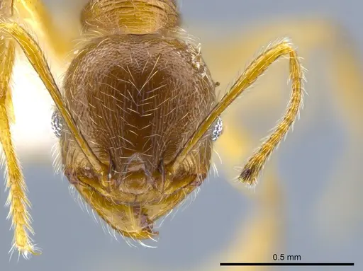 Pheidole laudatana specimen