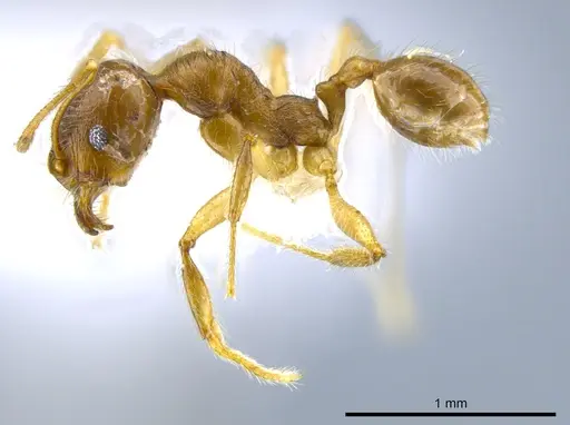 Pheidole laudatana specimen