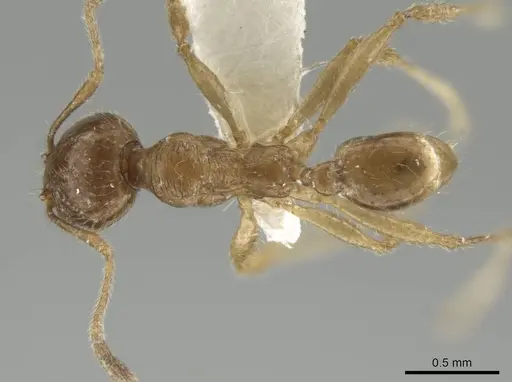 Pheidole laudatana - CASENT0646276