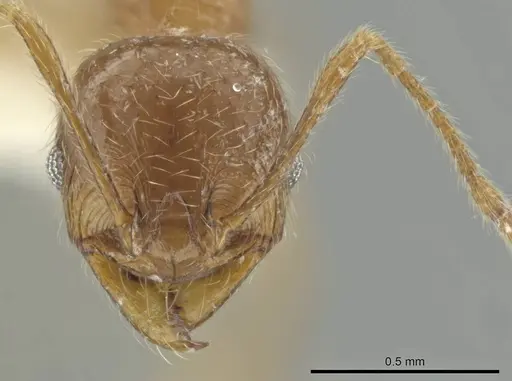 Pheidole laudatana - CASENT0646276