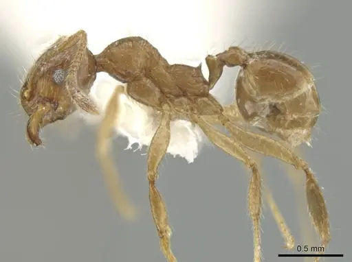 Pheidole laudatana - CASENT0646276