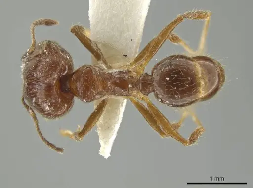 Pheidole laudatana - JTLC000016430