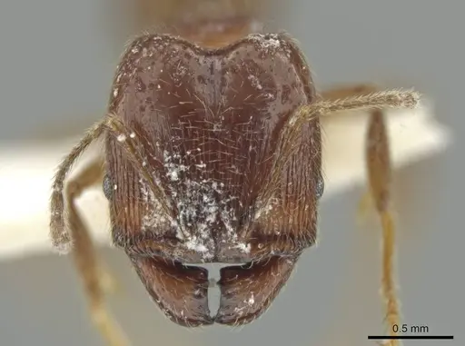 Pheidole laudatana - JTLC000016430
