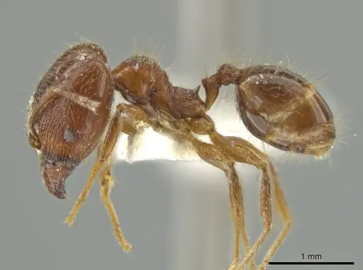 Pheidole laudatana - JTLC000016430