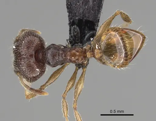 Pheidole lavasoa specimen