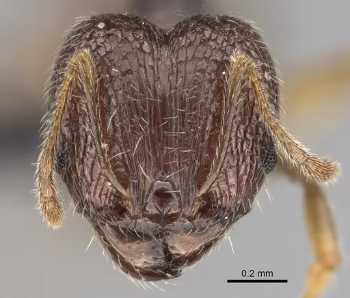 Pheidole lavasoa specimen