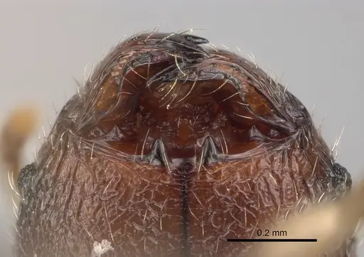 Pheidole lavasoa specimen