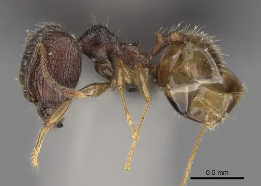Pheidole lavasoa - CASENT0122898
