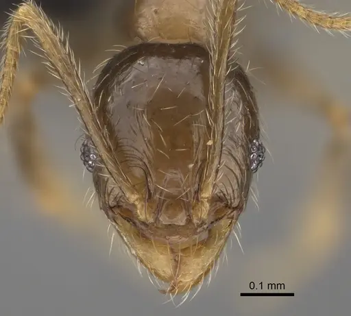 Pheidole lavasoa - CASENT0923282