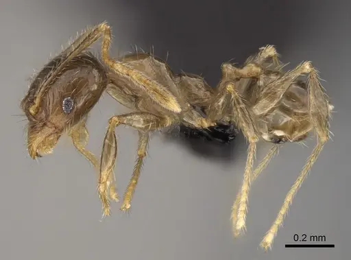 Pheidole lavasoa - CASENT0923282