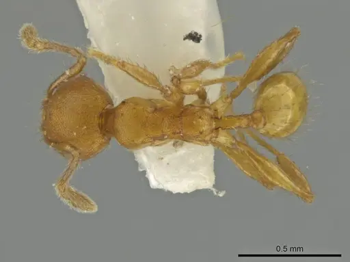 Pheidole lemnisca specimen