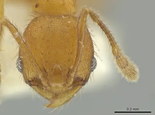 Pheidole lemnisca specimen