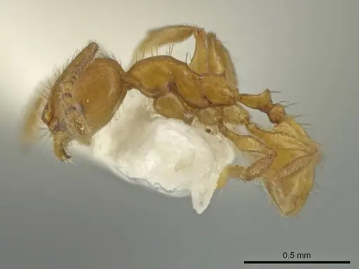 Pheidole lemnisca specimen