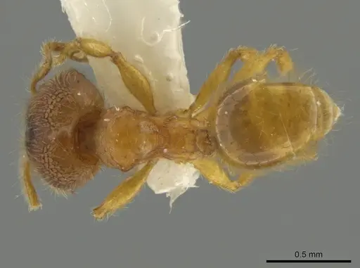 Pheidole lemnisca - JTLC000016431