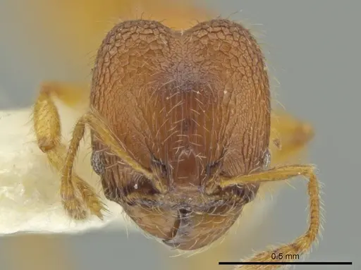 Pheidole lemnisca - JTLC000016431