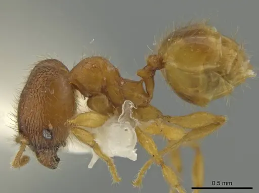 Pheidole lemnisca - JTLC000016431