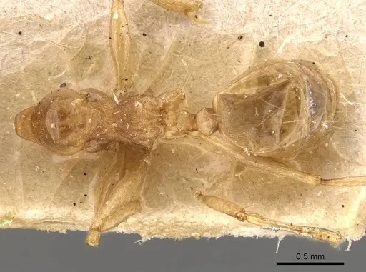 Pheidole lemur specimen