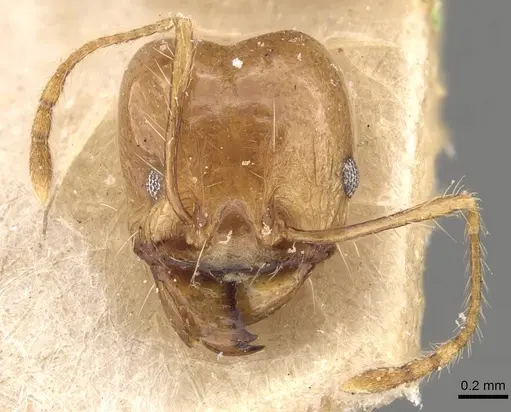 Pheidole lemur specimen