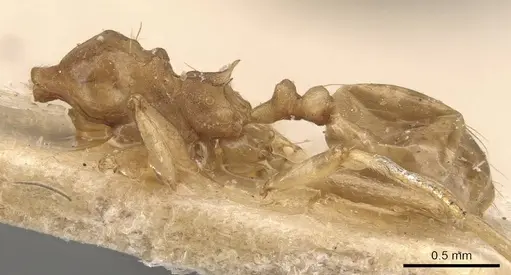 Pheidole lemur specimen