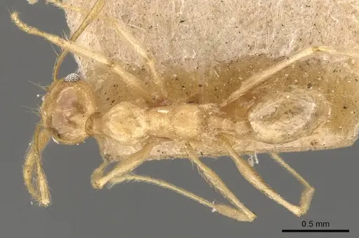 Pheidole lemur - CASENT0908223