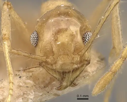 Pheidole lemur - CASENT0908223