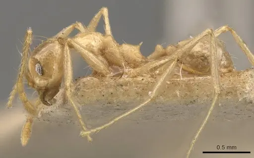 Pheidole lemur - CASENT0908223