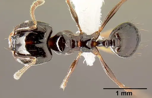 Pheidole leoncortesi specimen