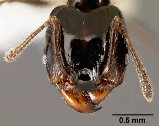Pheidole leoncortesi specimen