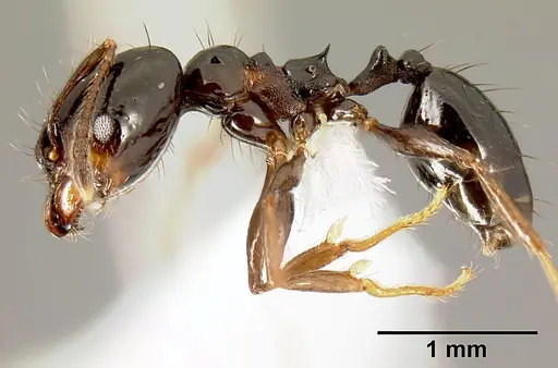 Pheidole leoncortesi specimen