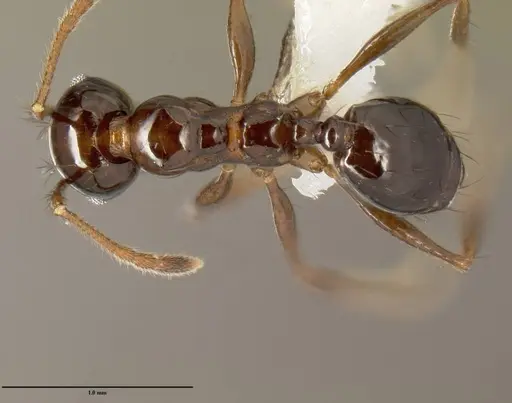 Pheidole leoncortesi - CASENT0609110