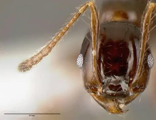 Pheidole leoncortesi - CASENT0609110