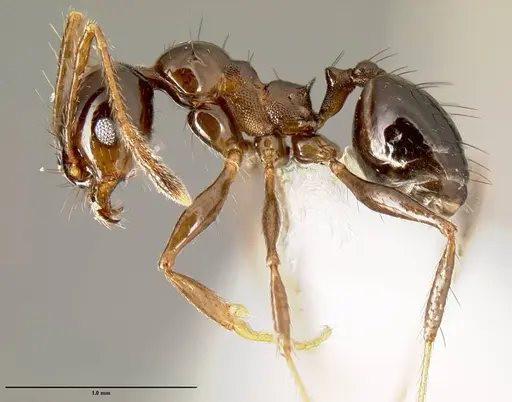 Pheidole leoncortesi - CASENT0609110