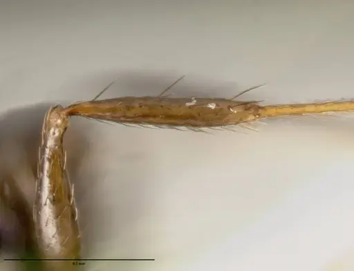 Pheidole leoncortesi - CASENT0609110