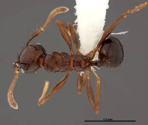 Pheidole leoncortesi - CASENT0609112