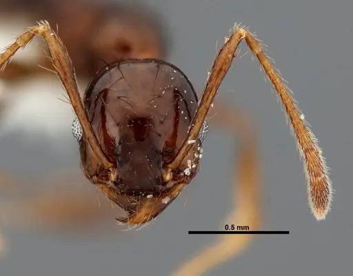 Pheidole leoncortesi - CASENT0609112