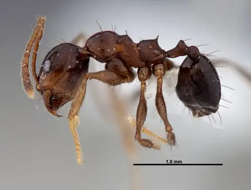 Pheidole leoncortesi - CASENT0609112