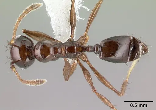 Pheidole leoncortesi - CASENT0609115