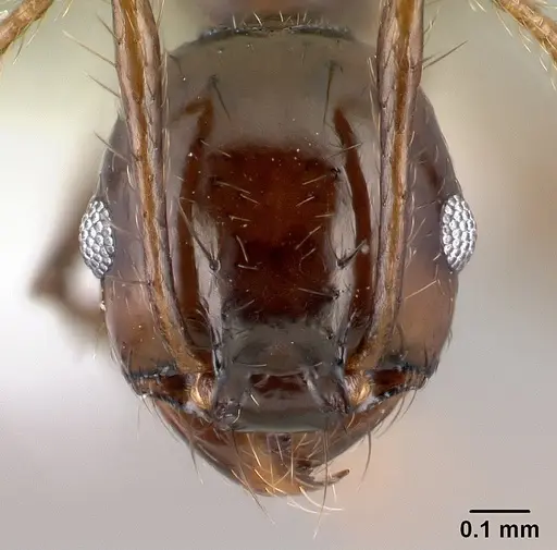 Pheidole leoncortesi - CASENT0609115
