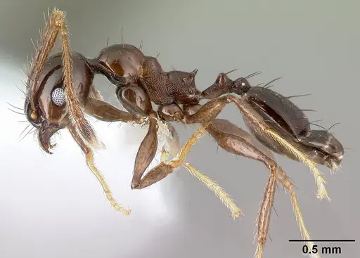 Pheidole leoncortesi - CASENT0609115