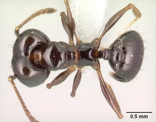 Pheidole leoncortesi - CASENT0609134