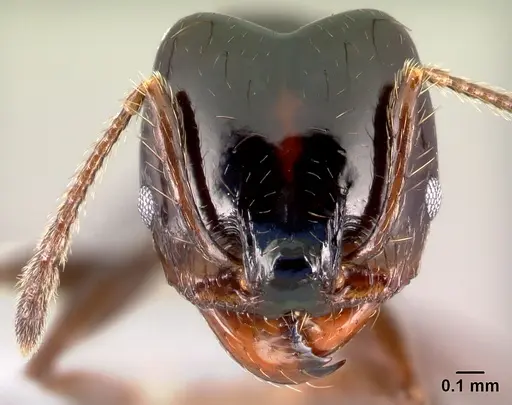 Pheidole leoncortesi - CASENT0609134